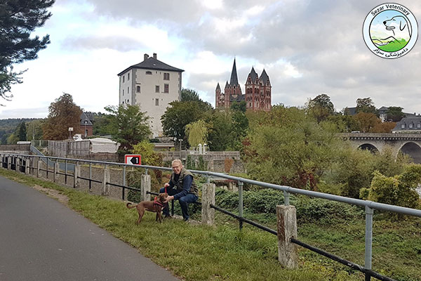 قوانین بردن سگ به آمریکا