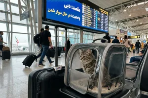 بردن گربه به امارات