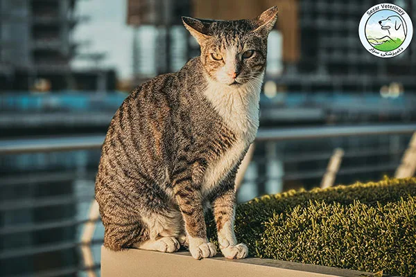 بردن گربه به امارات